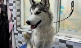 二哈视频谁爆料的,是谁掀起了这场网络热潮？